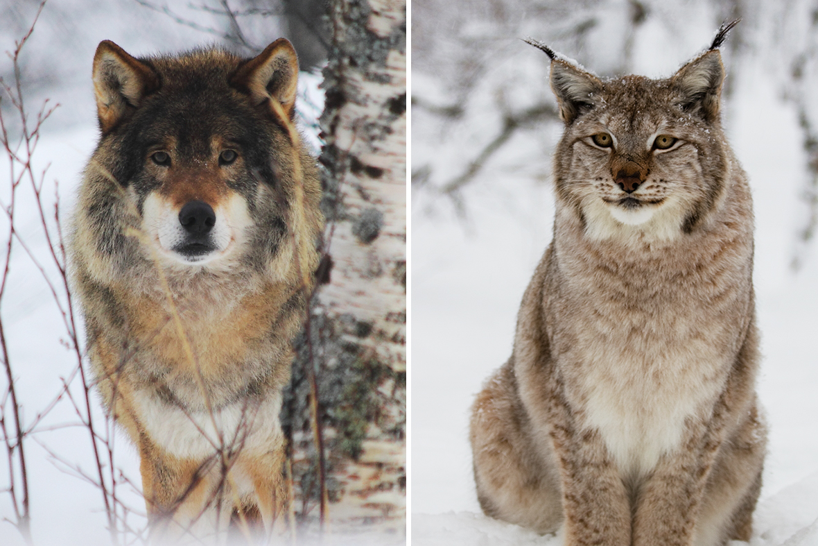 Рыси лисы волки. Волк тигр Рысь. Рысь и волк. Рысь и медведь. Рысь волк медведь.