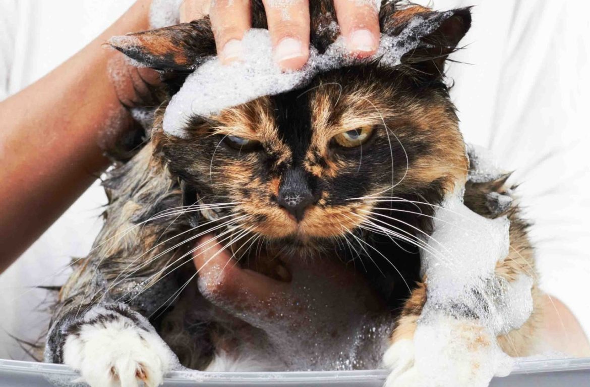Анекдот: Кошек тоже надо мыть