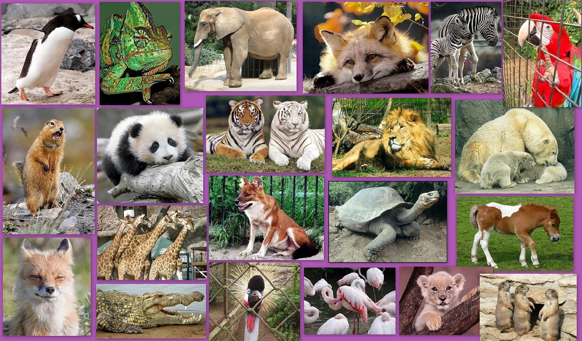 Животный мир бизнес. Коллаж с животными. Много животных на одной картинке. Млекопитающие коллаж. Коллаж из фотографий животных.